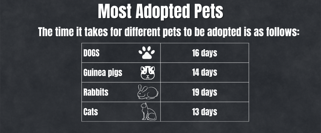 Pets Looking For Homes
