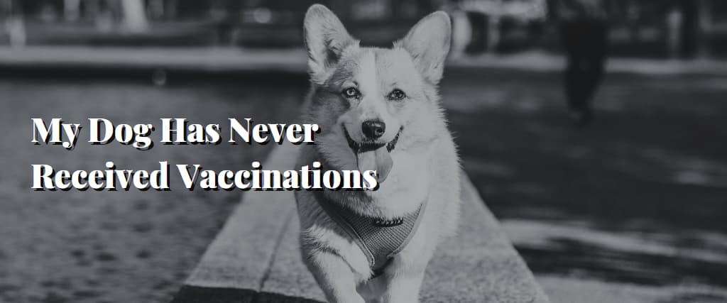 My Dog Has Never Received Vaccinations