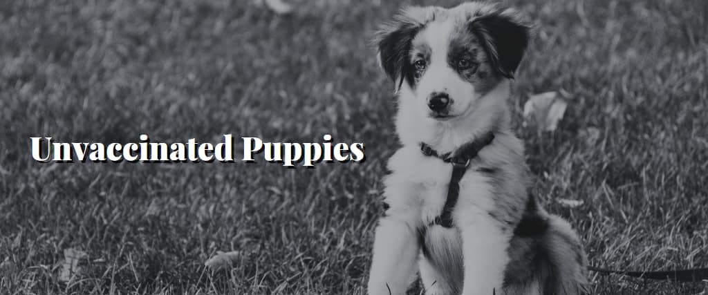 Unvaccinated Puppies