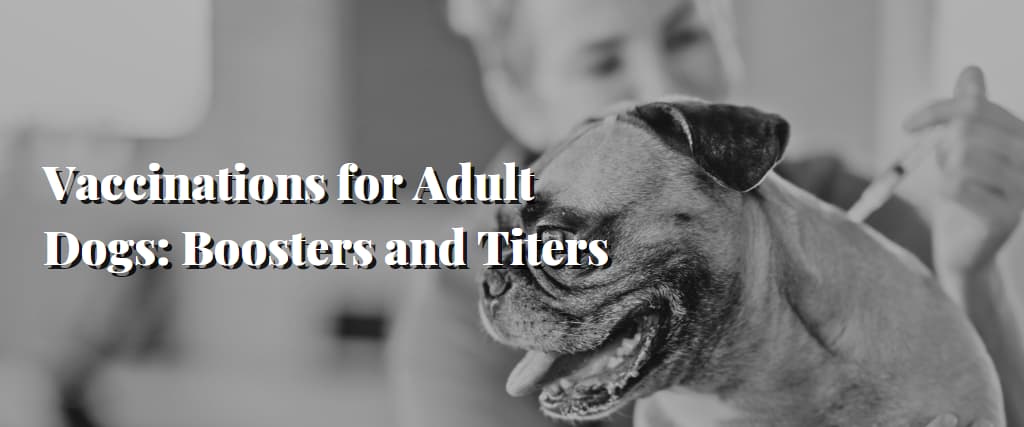 Vaccinations for Adult Dogs Boosters and Titers