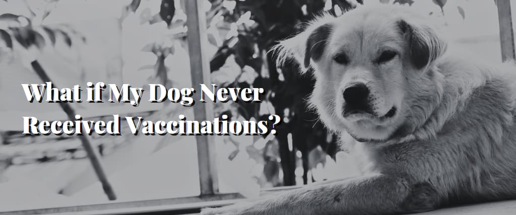 What if My Dog Never Received Vaccinations